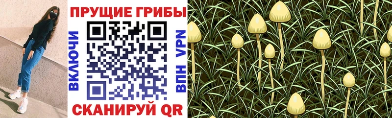Псилоцибиновые грибы Magic Shrooms  ОМГ ОМГ зеркало  Грайворон 